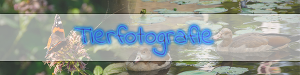 tierfotografie.png